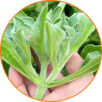 Crystal Iceplant Extract