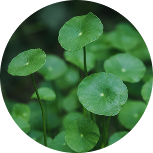 Centella Asiatica