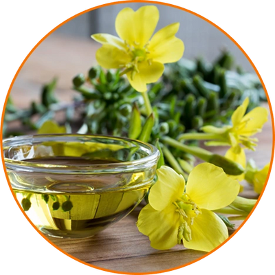 Evening Primrose