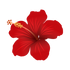 Hibiscus Royale